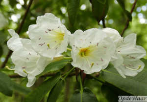 Rhododendron auriculatum    